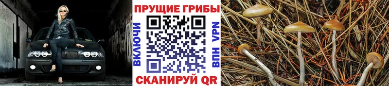 Купить где Нефтекумск Галлюциногенные грибы GOLDEN TEACHER